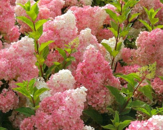 Vanille Fraise -hortensia