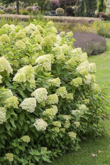 Limelight-hortensia