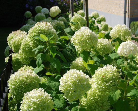 Annabelle-hortensia