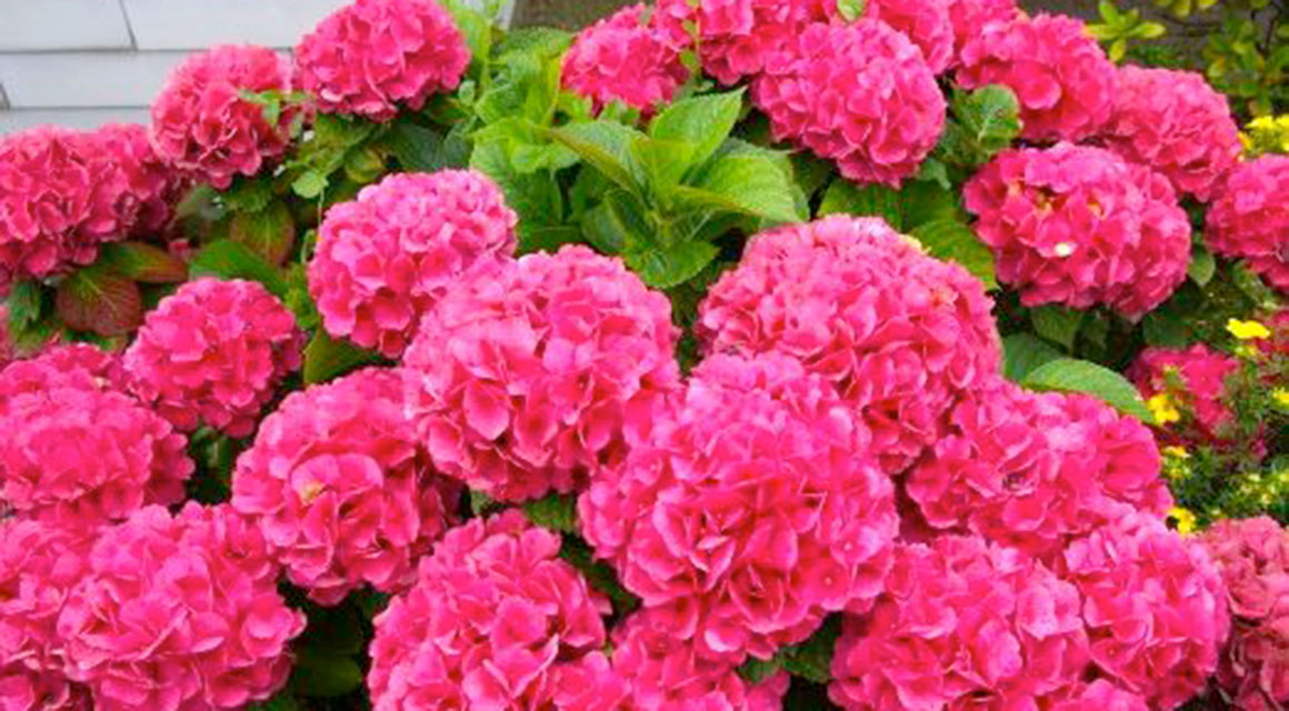 Hortensia-aidanne