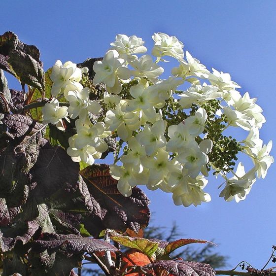 Ruukkuhortensia