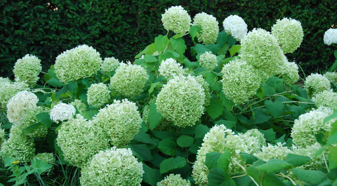 Hortensia-aita tunnelma
